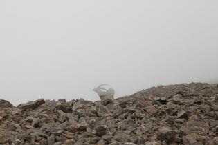 Mysterious animal - mountain buck